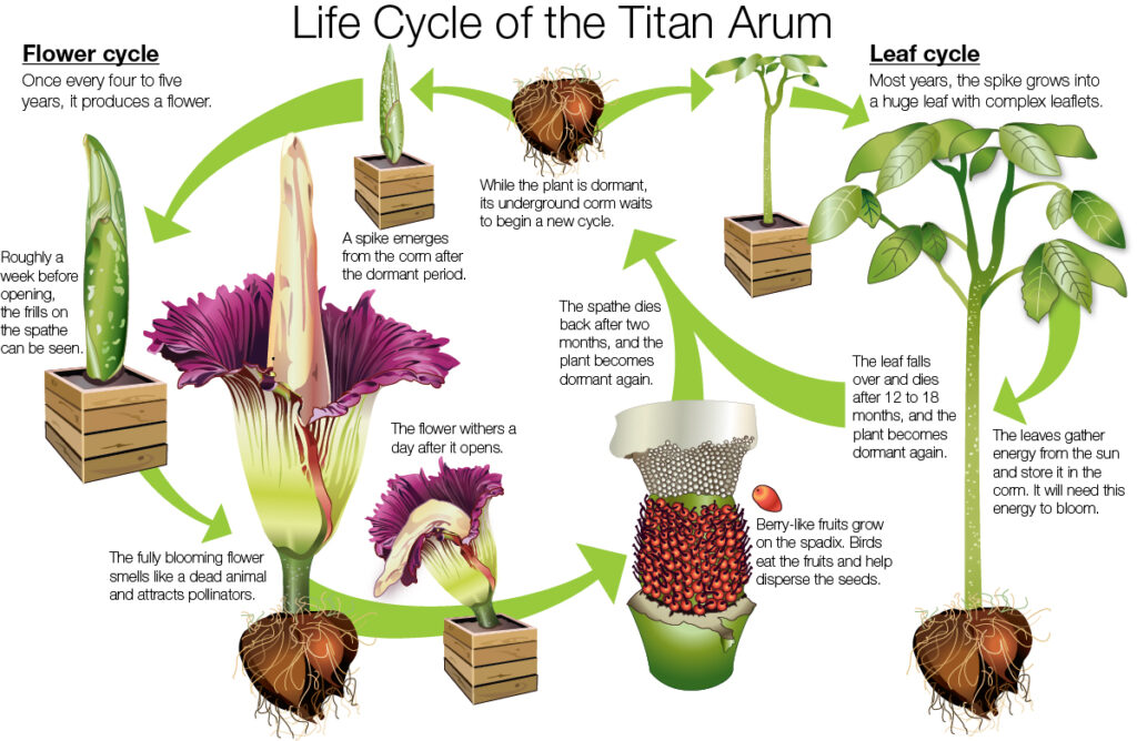 Titan Arum life cycle